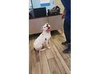 Spot, American Pit Bull Terrier For Adoption In Henderson, Kentucky