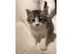 Scorpio, Domestic Mediumhair For Adoption In Youngtown, Arizona
