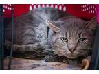 Rufus (fcid# 10/14/2024 - 74 Trainer), Domestic Shorthair For Adoption In