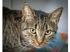 Roxy (fcid# 10/24/2024 - 24 Trainer), Domestic Shorthair For Adoption In
