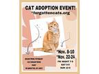 Brandywine Petsmart Adoption Event Nov. 22-24, Domestic Shorthair For Adoption