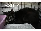 Ursula (fcid# 10/14/2024 - 76 Trainer), Domestic Shorthair For Adoption In