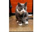 Tank, Levittown Ps (fdic 9/24/2024-117), Domestic Shorthair For Adoption In
