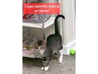 Logan (fcid# 08/07/2024-2 West Chester Petsmart) C, Domestic Shorthair For