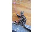 Mowgli, Willow Grove Area, (fcid 11/05/2024-128), Domestic Shorthair For