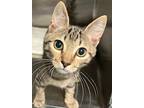 Al Pacino, Domestic Shorthair For Adoption In Ocala, Florida