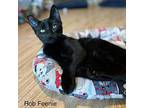Rob Feenie, Domestic Shorthair For Adoption In Duncan, British Columbia