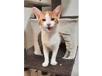 Cotton, Domestic Shorthair For Adoption In Mountain View, Arkansas