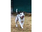 Myles, Staffordshire Bull Terrier For Adoption In Ocala, Florida