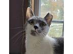 Sriracha, Manx For Adoption In Knoxville, Tennessee