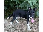 Flower, Rat Terrier For Adoption In Middletown, Connecticut