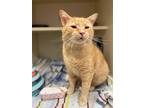 Sugar Shaq, Domestic Shorthair For Adoption In Bloomington, Indiana