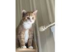 Bell, Domestic Shorthair For Adoption In Stanton, Michigan