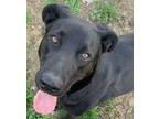 Adopt Skipper a Black Labrador Retriever dog in Norristown, PA (38344013)