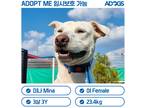 Adopt Mina a White American Pit Bull Terrier / Jindo / Mixed dog in Torrance