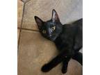Adopt Tex a Black (Mostly) Domestic Mediumhair (medium coat) cat in Tehachapi