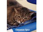 Adopt Cinnamon Spice a Domestic Shorthair / Mixed (short coat) cat in Cedar