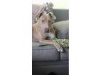 Adopt Nibs a Tan/Yellow/Fawn Weimaraner / Mixed dog in Middletown, OH (38127867)