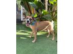 Adopt Bridget a Boxer / Mixed dog in El Cajon, CA (35941627)