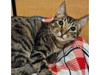 Adopt ROWLAND a Brown Tabby Domestic Shorthair (short coat) cat in Diamond Bar