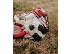 Adopt Rosalind a Black - with White Pit Bull Terrier dog in Dickson