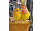 Adopt Lovebirds a Lovebird bird in West Fargo, ND (38389569)