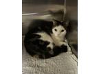 Adopt Gem (Gem's Litter - Momma) a Domestic Shorthair cat in Acworth