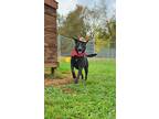 Adopt Jake a Black Labrador Retriever / Mixed dog in Reeds Spring, MO (35838799)