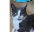 Adopt Twila a Domestic Shorthair / Mixed (short coat) cat in Hampton
