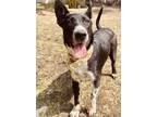 Adopt Jimbo a Black - with White Labrador Retriever / Mixed Breed (Medium) dog