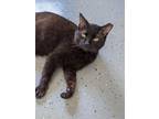 Adopt Montego a All Black Domestic Shorthair (short coat) cat in Byron Center