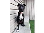Adopt Phee a Black - with White Labrador Retriever / American Pit Bull Terrier /
