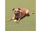 Adopt Duke a Mixed Breed (Medium) dog in Port Washington, NY (33575206)