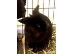 Adopt Noah and Kratos a Black Lionhead / Mixed (medium coat) rabbit in