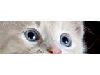 Adopt Bonnie a White (Mostly) Javanese (short coat) cat in Spring, TX (38140587)