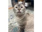 Adopt Condor Church a White (Mostly) Siamese (short coat) cat in Mount Laurel