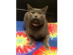 Adopt Reggie a Domestic Shorthair / Mixed (short coat) cat in EFFINGHAM