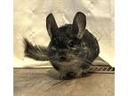 Adopt Luigi a Chinchilla (short coat) small animal in Wolcott, IN (38355105)
