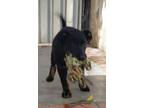 Adopt Diane a Black - with White German Shepherd Dog / Terrier (Unknown Type