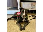 Adopt Ark a Gray/Silver/Salt & Pepper - with White Terrier (Unknown Type
