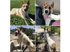 Adopt Luke a Tan/Yellow/Fawn - with White German Shepherd Dog / German Shepherd
