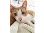 Adopt Conway a Domestic Shorthair / Mixed (short coat) cat in Shreveport