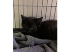Adopt Bingo a Domestic Shorthair / Mixed (short coat) cat in Portland