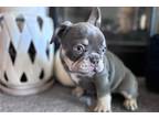 Hank