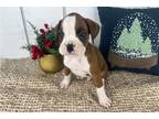 Prancer