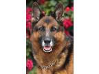 Adopt Georgia von Gartz a Black - with Tan, Yellow or Fawn German Shepherd Dog /