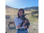 Experienced and Reliable Pet Sitter in Redding, CA - $20/hr