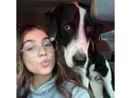 Experienced and Affordable Pet Sitter in Pocatello, Idaho - $25 Daily