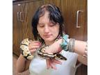 Experienced and Reliable Pet Sitter in Payson, UT - $20 Daily