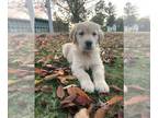 Golden Retriever PUPPY FOR SALE ADN-845780 - Golden retriever puppies